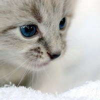 猫耳大侠