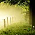 Ethereal Dawn