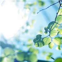 蜜桃仓鼠