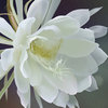 Dancing Orchid