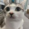 薄荷小奶猫