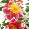 棉花糖热巧