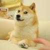 贝壳小熊