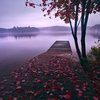 阳光小雏菊