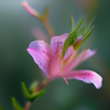 青石板